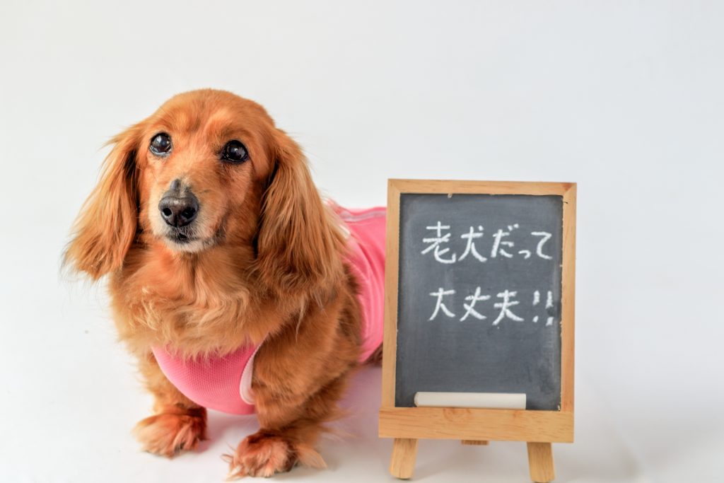 犬の認知症はどうなってしまうの 予防 介護 日常はどうすればいいのでしょうか Patty