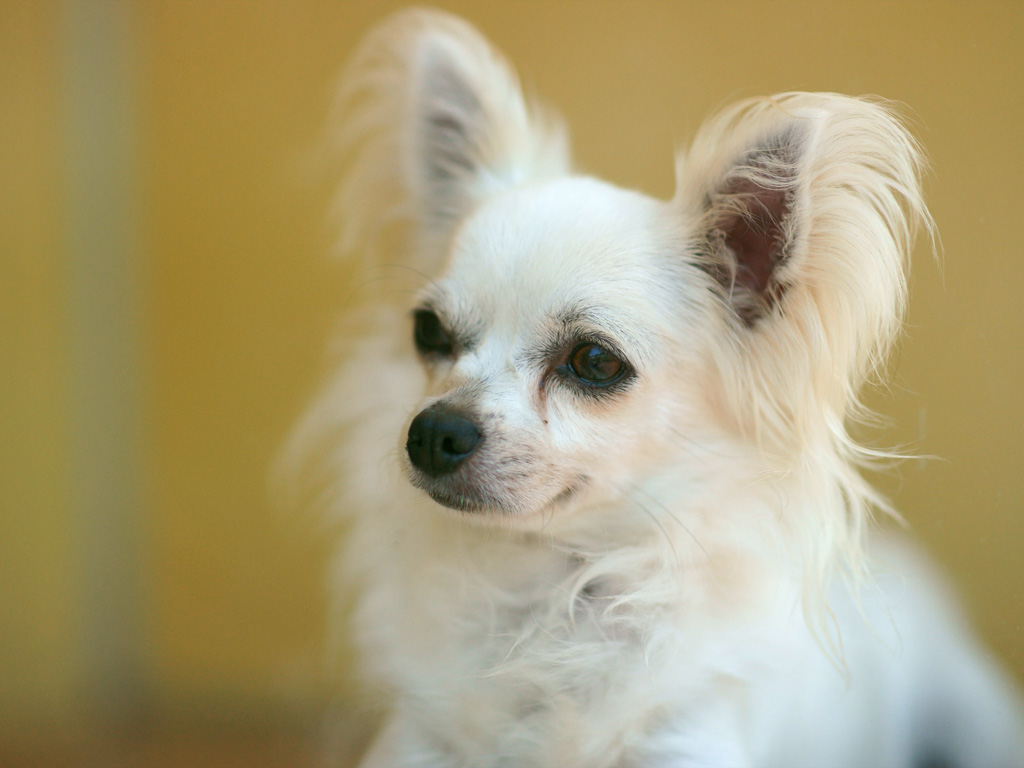 犬のホルモン病で最も多いクッシング症候群はどのような病気なの Patty