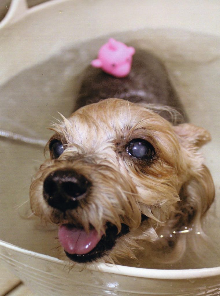 愛犬をお家でお風呂に入れるのに頻度 温度 洗い方を知って楽しくお風呂に入りましょう Patty
