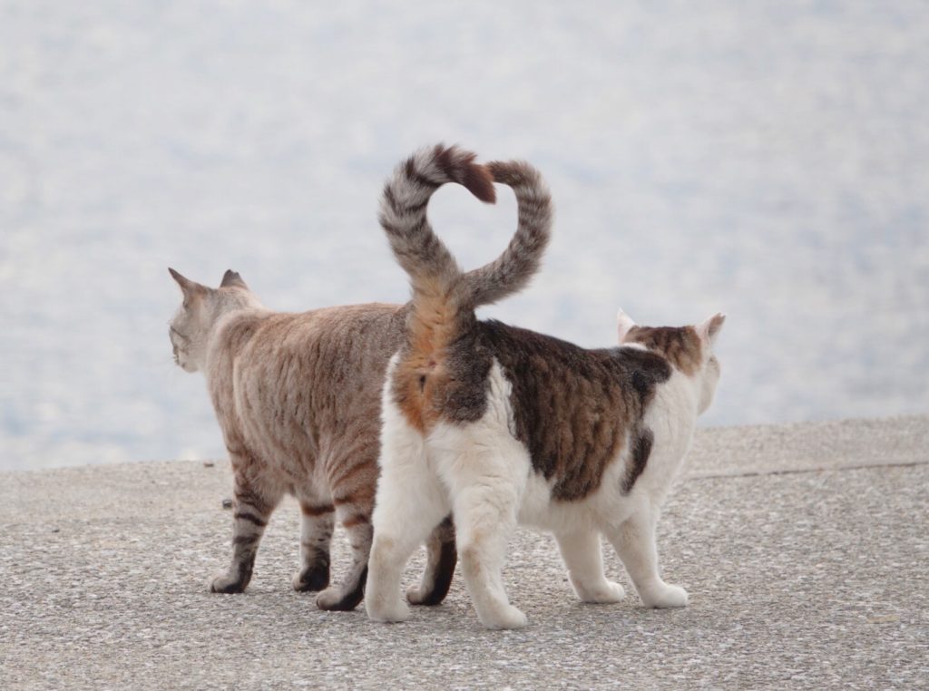 猫の肛門腺：その匂いは何ですか?